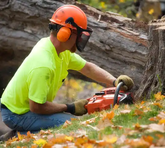 tree services Palmyra